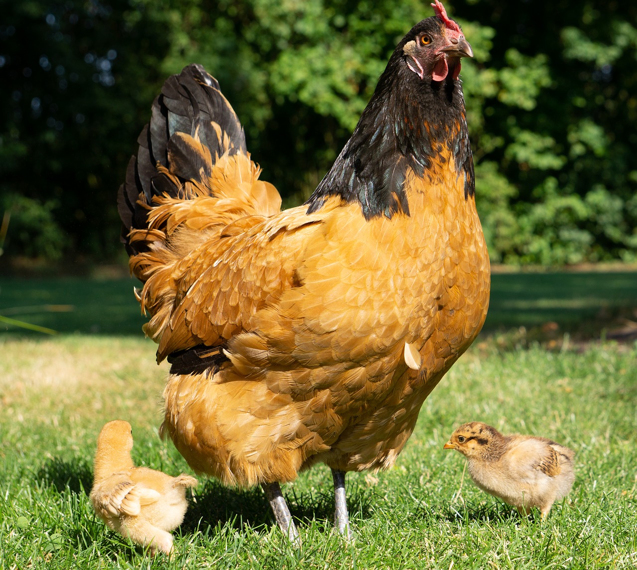 Legenest für deine Hühner - finde jetzt das richtige - huehner-ratgeber.de
