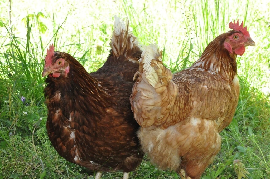 Hühnerkrankheiten