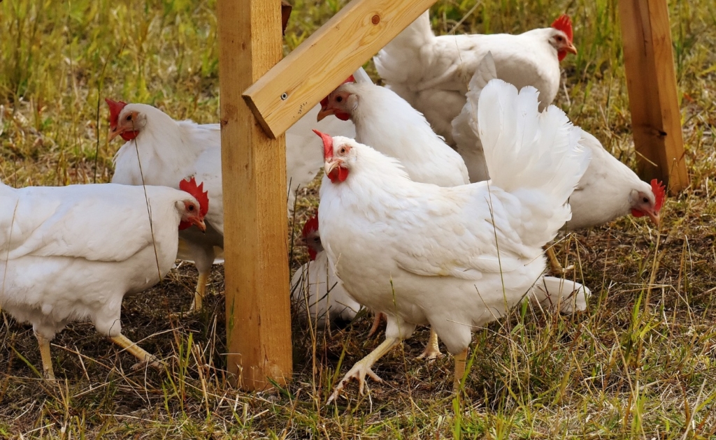 Huhn legt Ei ohne Schale? Ursachen und Abhilfe bei Windeiern: Der