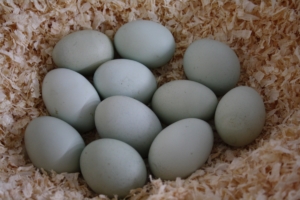 Grüne Eier der Araucana Hühner