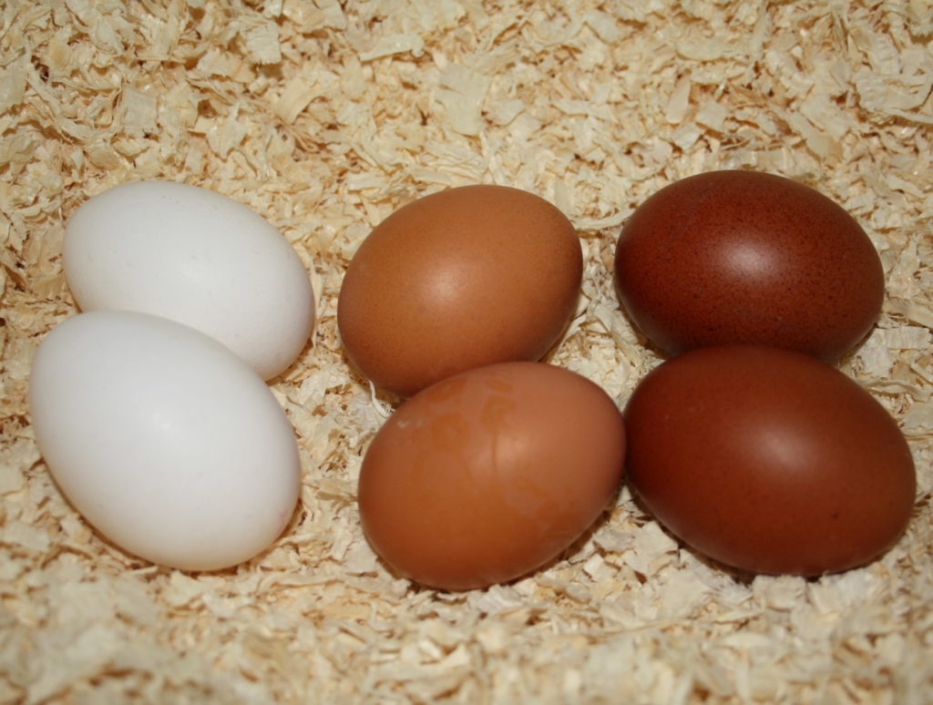 K Nigsberger Huhn Auf Einen Blick Legeleistung Haltung Tipp