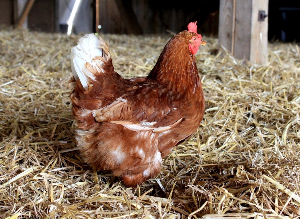 Huhn entgluckt - nicht mehr im Gluckenstall