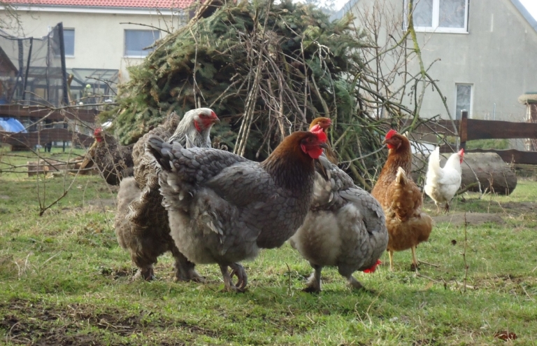 K Nigsberger Huhn Auf Einen Blick Legeleistung Haltung Tipp